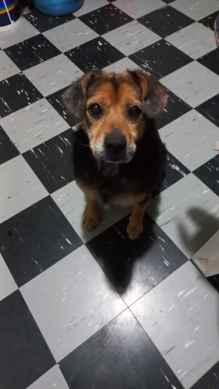 Después de un año adoptaron a Beto, un perro de avanzada edad