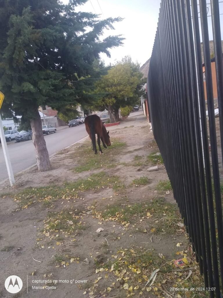 Evalúan que a traves de una ONG de equinoterapia se canalice la atencion de caballos sueltos