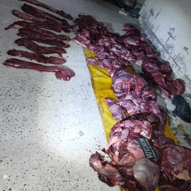Decomisaron 400 kilos de carne de guanaco