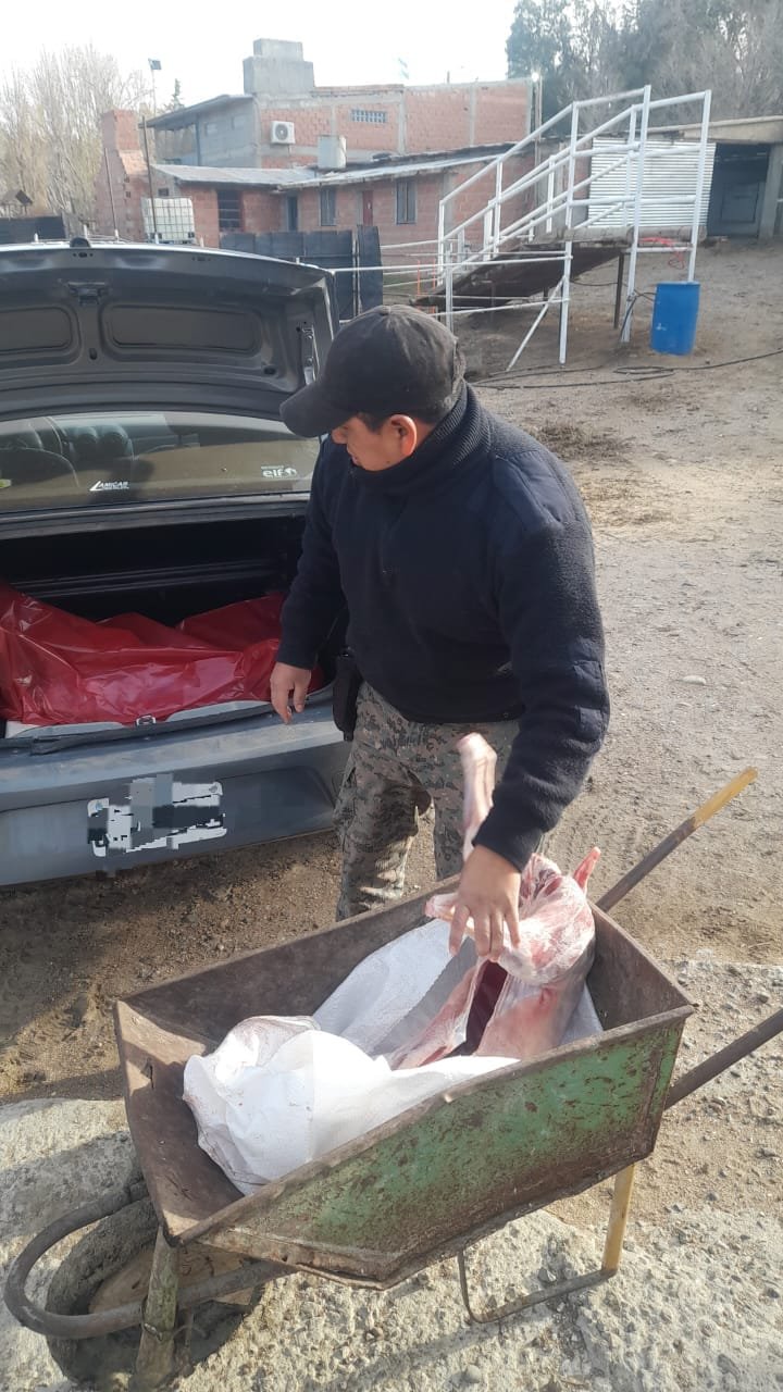Circulaban en su camioneta con dos corderos faenados