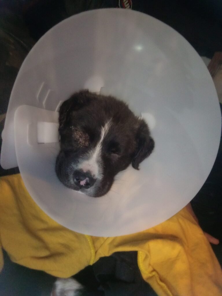 Piden colaboración para un cachorro de 2 meses que fue abandonado y necesita una operación urgente