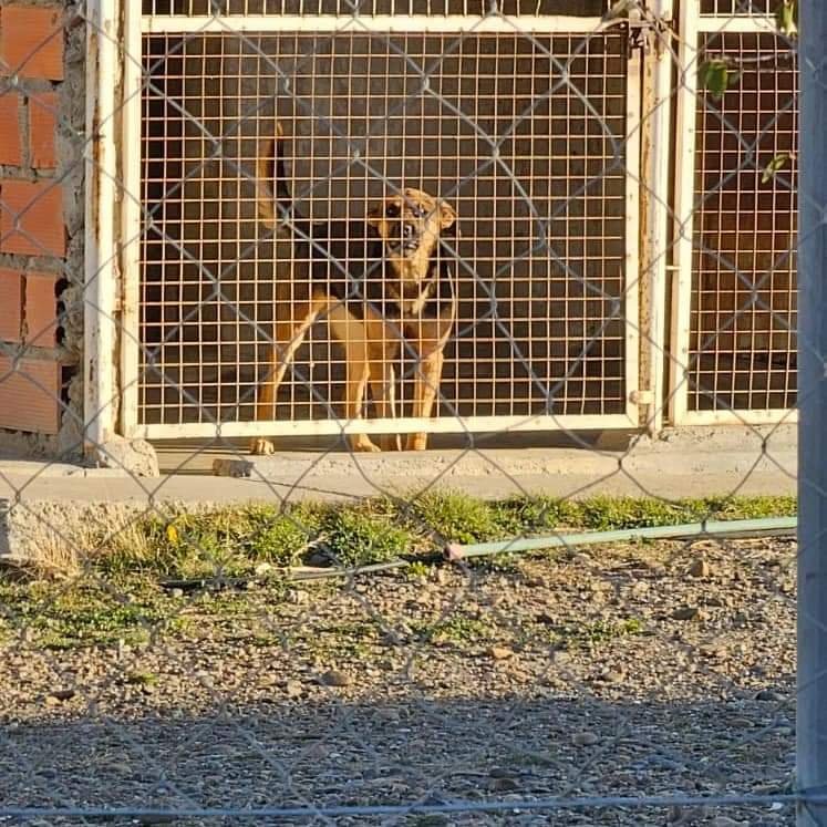 Convocan a un abrazo masivo al dispensario canino: “Por los que no tienen voz, unámonos sin diferencias”