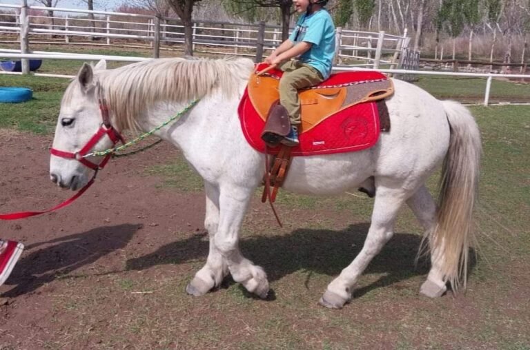 Robaron y faenaron a Carlitos, un caballo que acompañaba a pacientes en tratamientos de equinoterapia
