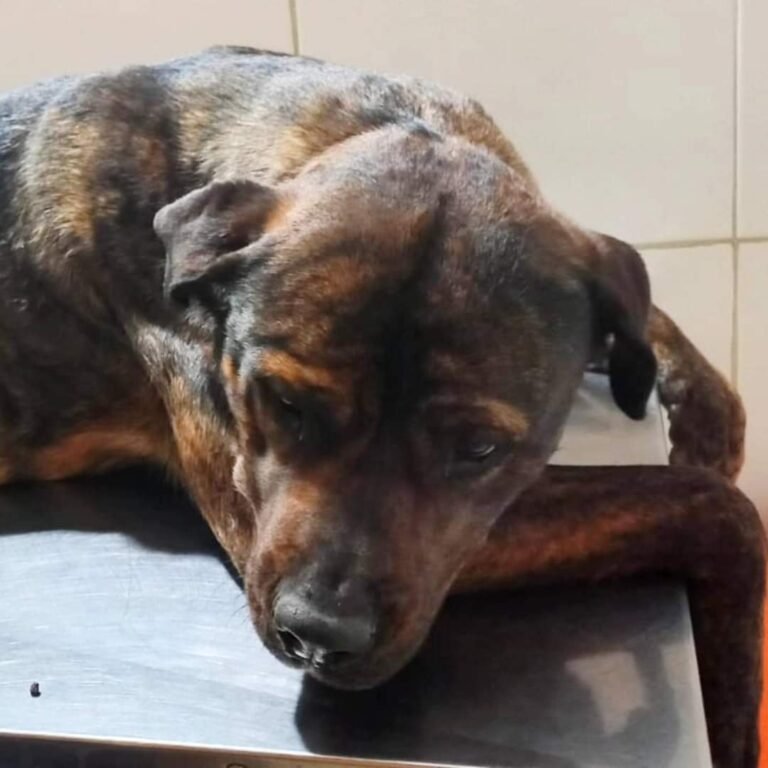 Balearon a una perrita: buscan testigos o registro de cámaras