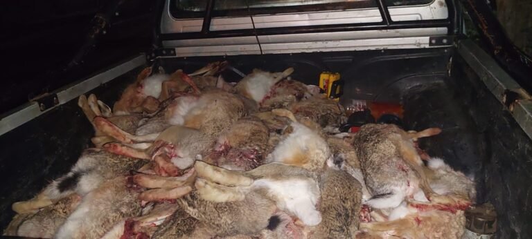 Cazaron más de 50 liebres sin permiso