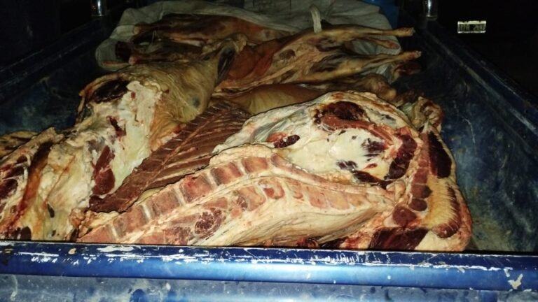 Llevaba una gran cantidad de carne faenada en la camioneta y se la decomisaron