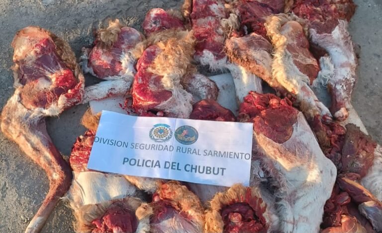 Llevaban carne de guanaco en el auto y se la decomisaron por no tener permiso de campo y fauna
