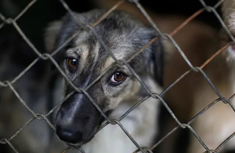 Milei dio el visto bueno y comienza en Diputados el tratamiento de la “Ley Conan” contra el maltrato animal