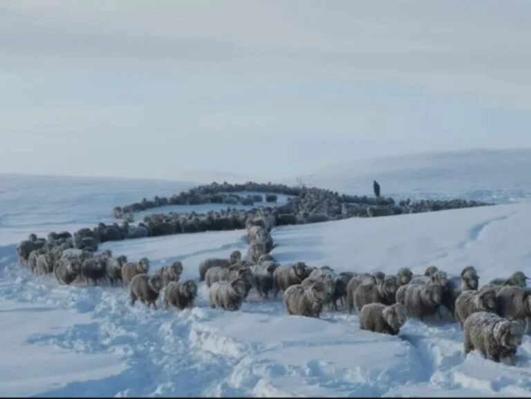 Un productor ganadero al límite: “Si no accedo a la hacienda en una semana, se muere”