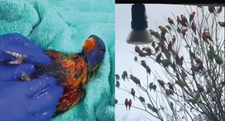 Una chica le salvó la vida a un loro y a los pocos días el ave volvió con una sorpresa