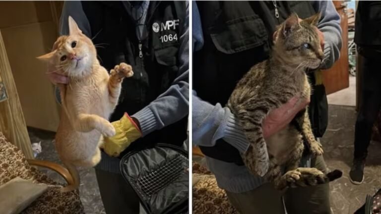 Rescataron a 12 gatos que estaban hacinados en una casa