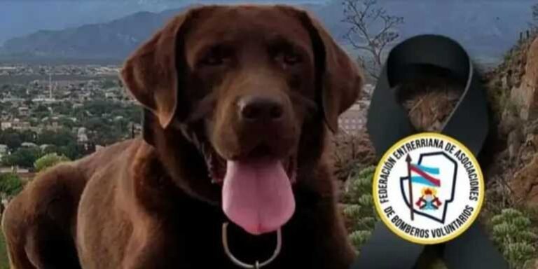 Murió uno de los perros que buscó a Loan: qué le pasó