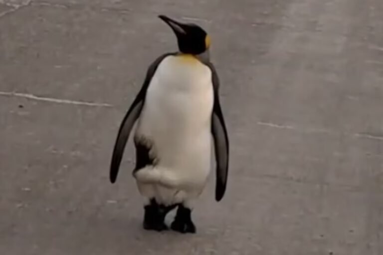 En medio de la ola polar apareció un pingüino caminando en plena calle