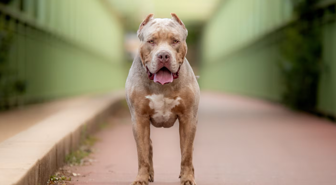 Un perro pitbull mató a una beba de un año frente a su mamá y su abuelo