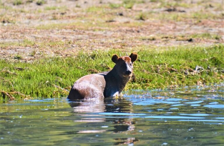 Avistaron al ciervo más pequeño del mundo en la Comarca Andina