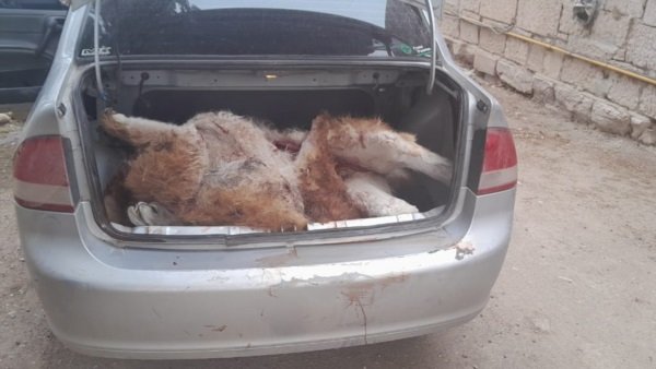 Los atraparon en la ruta con carne de guanaco y varias armas