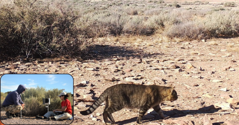 Estudian en Chubut una población de gatos que vive aislada del ser humano
