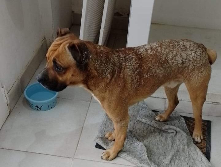 Un joven denuncia que su vecina le tiró agua hirviendo a su perro en el barrio Laprida