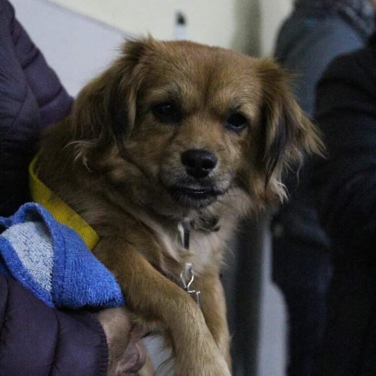 Este viernes habrá una jornada especial de vacunación antirrábica en Rada Tilly