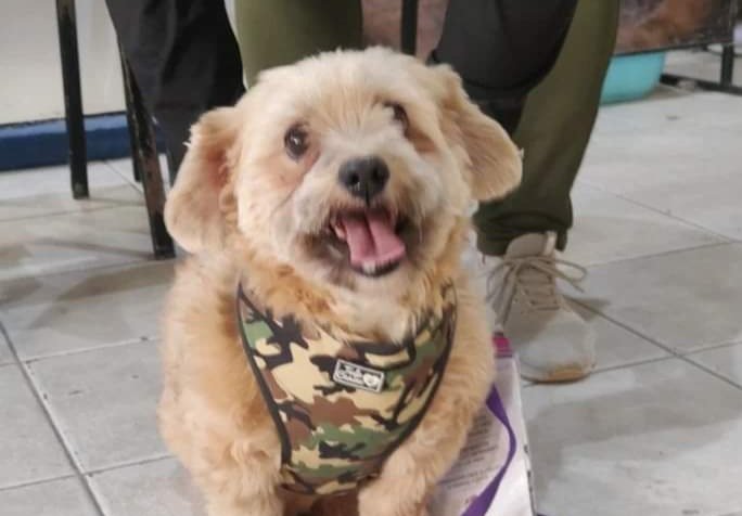 Desde este lunes, el tráiler de castración se encuentra en Caleta Córdova