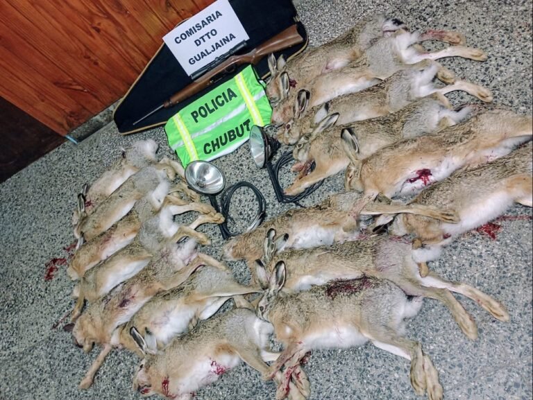 Los atraparon en la ruta con un rifle, reflectores y 16 liebres