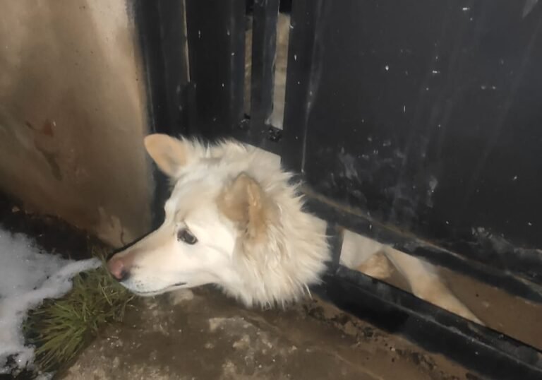 Bomberos debieron rescatar a un perro que había quedado atrapado en la abertura de un portón 