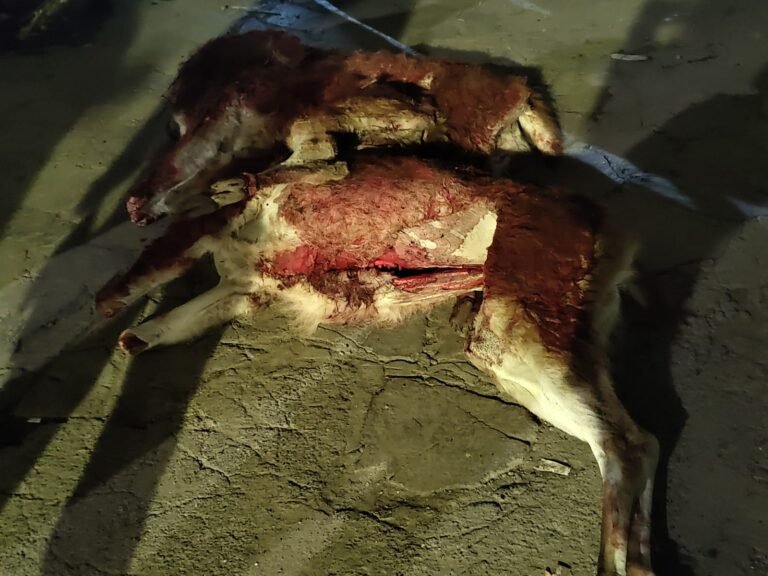 Llevaban tres guanacos muertos que llevaban en la camioneta y se los decomisaron