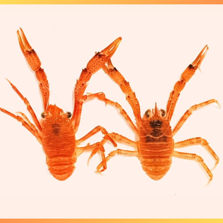 Descubrieron una nueva especie de microalga en aguas del Golfo San Jorge