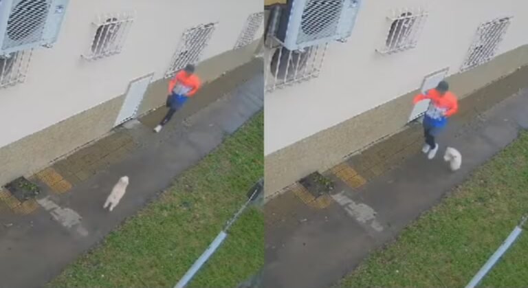 Un profesor de taekwondo le fracturó la mandíbula de una patada a un caniche y amenazó al dueño