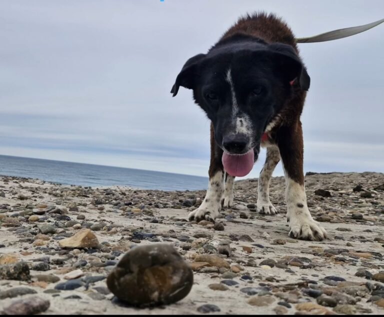 Tras un pasado de maltrato y abandono, Malevo logró recuperarse y buscan una familia que lo adopte