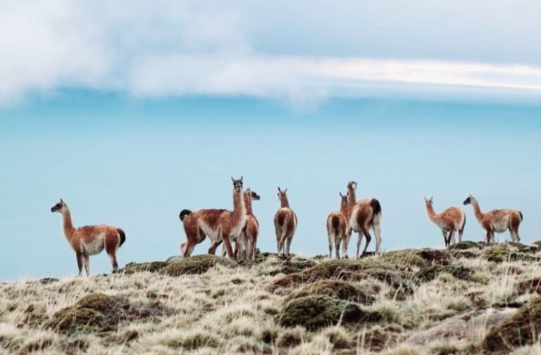 La polémica advertencia de un biólogo de Santa Cruz: “El guanaco se va a comer toda la Patagonia”
