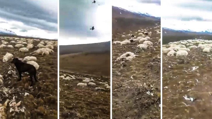 Impactantes imágenes de cientos de ovejas muertas tras el deshielo