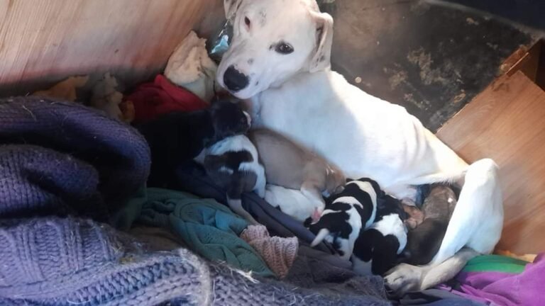 Rescatan a una perra y sus cachorros que vivían en estado precario
