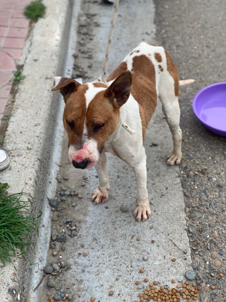 Se escapó un perro de pelea y atacó a varios animales del barrio Pueyrredón