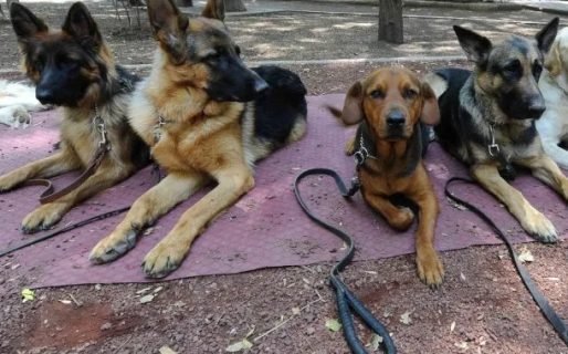 Nueva ordenanza: Regulan la presencia de mascotas en espacios públicos 
