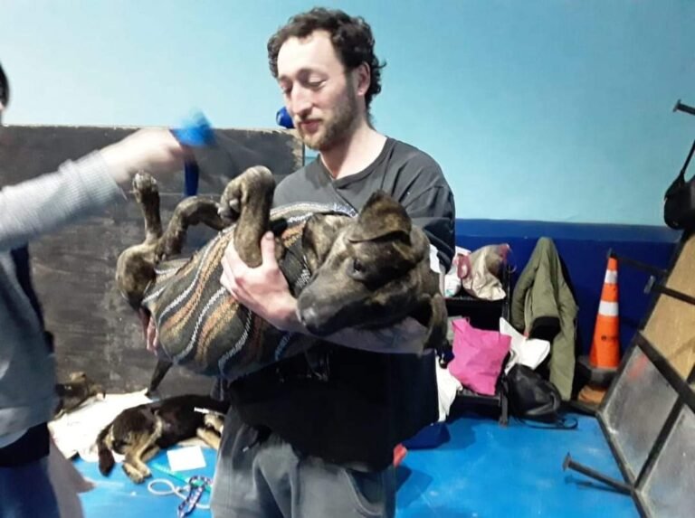ALMA castró, desparasitó y vacunó contra la rabia a más de 70 mascotas
