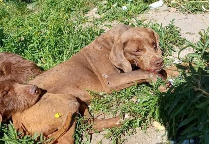 Una mujer habría atropellado a un perro, huyó y piden ayuda para costear los gastos veterinarios