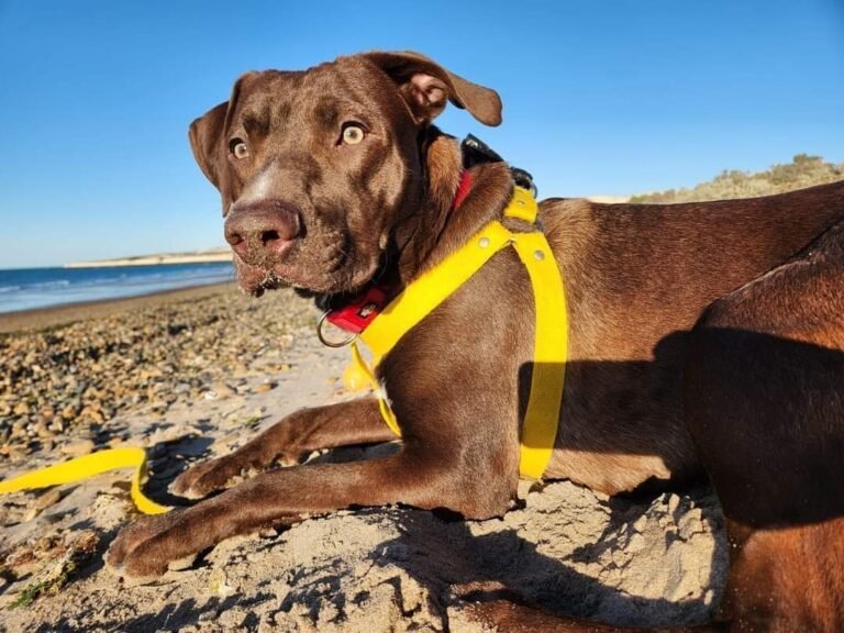 Sufrió un accidente en la Ruta 3, su perro escapó del susto y lo buscan desesperadamente 