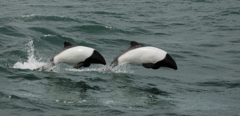 Provincia participa de la apertura de temporada de Toninas en Playa Unión