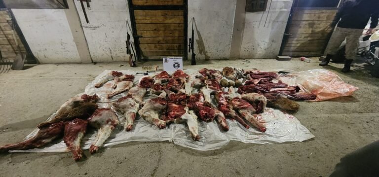 Los pararon en la ruta y llevaban una gran cantidad de carne de guanaco y carcazas de piche