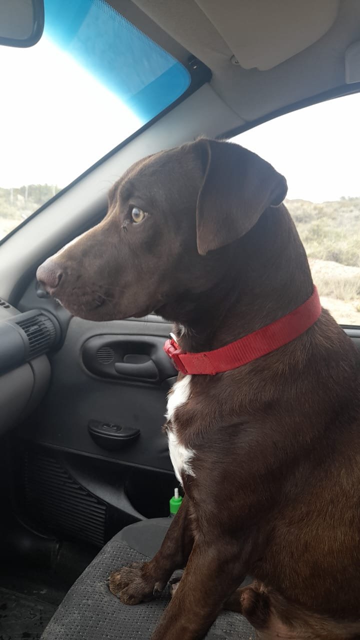 Apareció Roque, la mascota que se había escapado después de un accidente