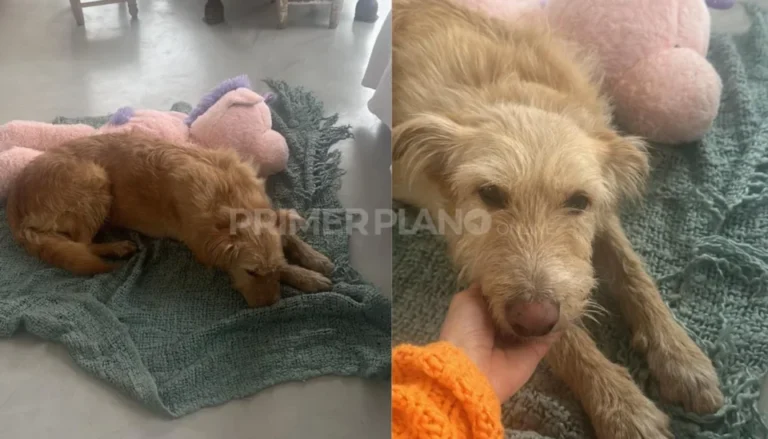 Heroico rescate de una perra que cayó por un sumidero: su dueña descendió 4 metros y le salvó la vida