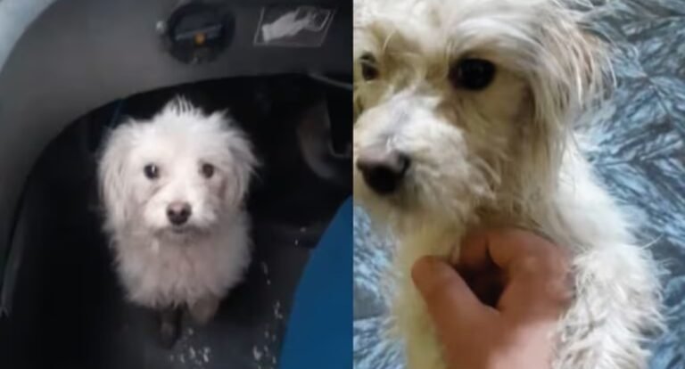 Un colectivero rescató a un perro cuando era maltratado por un colega suyo