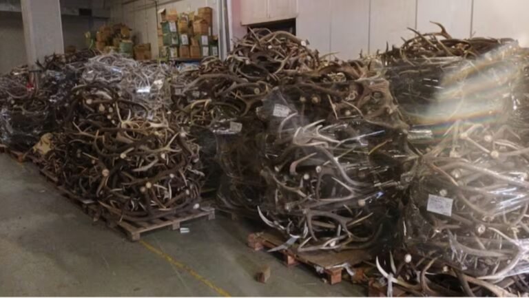 Allanaron un depósito clandestino y encontraron 40 toneladas de astas de ciervo