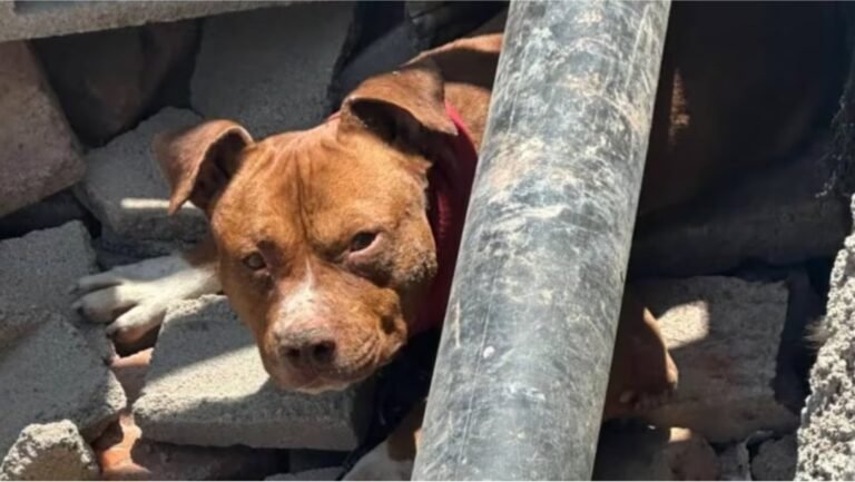 Dos niños resultaron gravemente heridos tras ser atacados por un pitbull