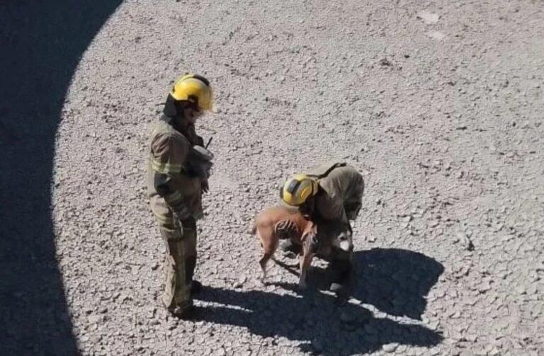 Bomberos rescataron a un perro que se cayó en un tanque