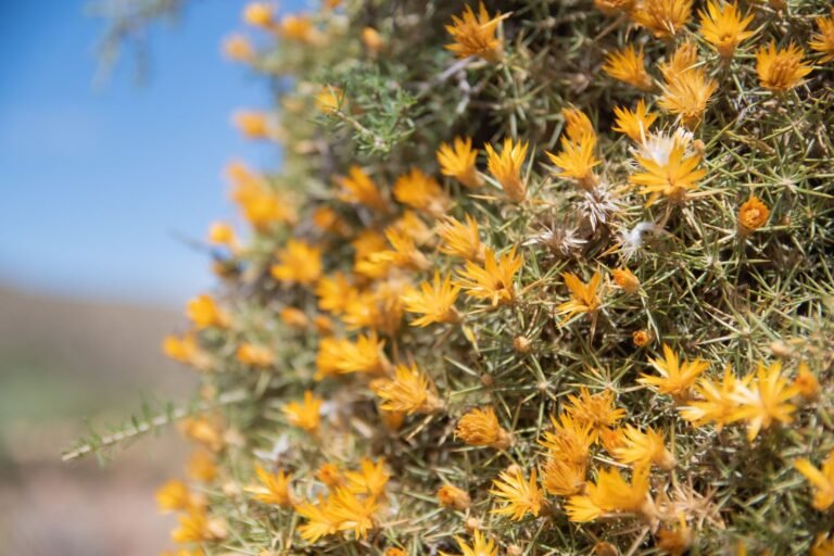 Rada Tilly recibirá a la primavera con una actividad recreativa