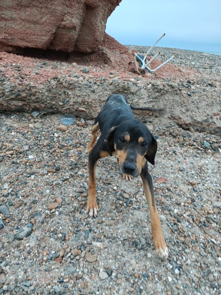 Buscan a los dueños de un perro que está desorientado en la zona de Rocas Coloradas