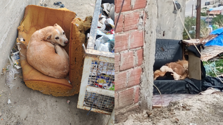 Abandonaron a una perra junto a sus cachorros en la zona alta del barrio La Floresta