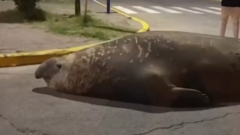 Inusual piquete: un elefante marino cortó el tránsito de una avenida